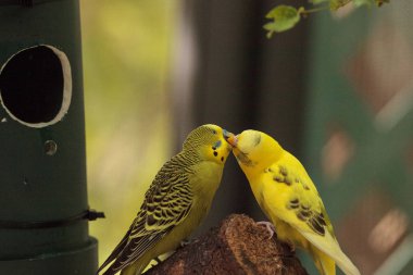 Budgerigar muhabbet kuşu Melopsittacus undulatus