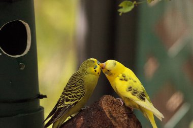 Budgerigar muhabbet kuşu Melopsittacus undulatus