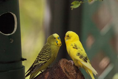 Budgerigar muhabbet kuşu Melopsittacus undulatus
