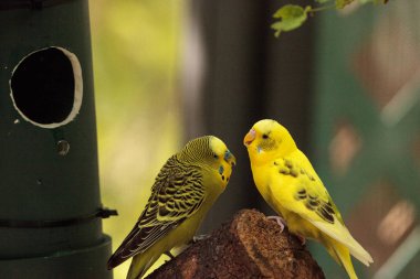 Budgerigar muhabbet kuşu Melopsittacus undulatus