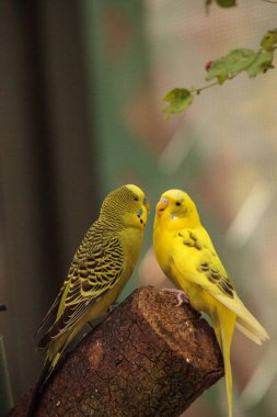 Budgerigar muhabbet kuşu Melopsittacus undulatus
