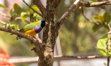 Renkli Lady Gouldian ispinozu Erythrura gouldiae kuşları tohum yer.