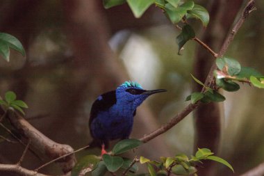 Kırmızı bacaklı bal sürüngeni Cyanerpes siyaneus tanager kuş