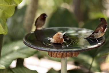 Toplum ispinozu Lonchura striata evcil kuşu bir kuş banyosunda
