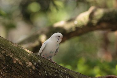 Beyaz Budgerigar muhabbet kuşu Melopsittacus undulatus 