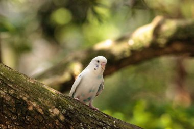 Beyaz Budgerigar muhabbet kuşu Melopsittacus undulatus