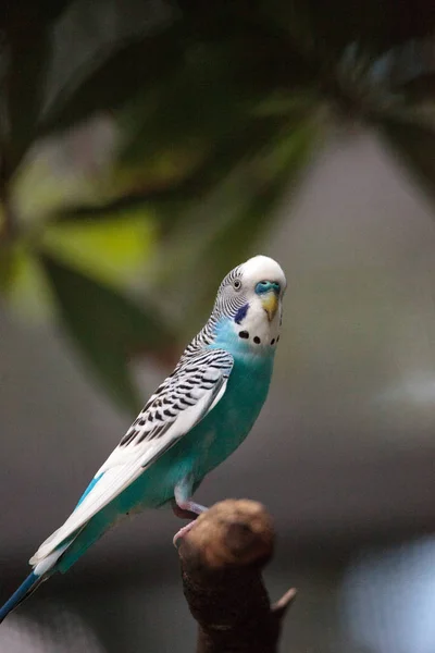 Pássaro-periquito-azul-e-branco Melopsittacus undulatus — Fotografia de Stock