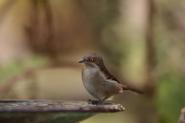 Femeie pasăre Dacnis cu fețe negre Dacnis lineata — Fotografie, imagine de stoc