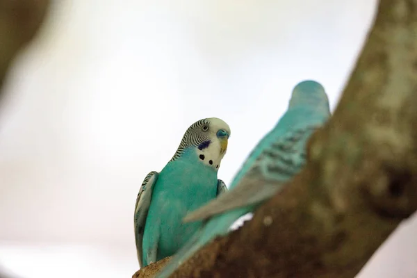 Blue and white Budgerigar parakeet bird Melopsittacus undulatus — Stock Photo, Image