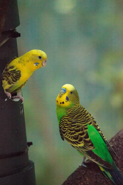 Budgerigar muhabbet kuşu Melopsittacus undulatus
