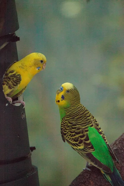 Budgerigar muhabbet kuşu Melopsittacus undulatus