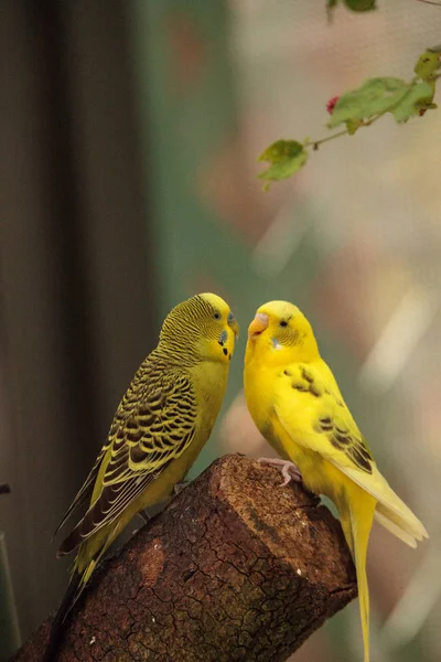 Het hof maken van parkieten Melopsittacus undulatus — Stockfoto