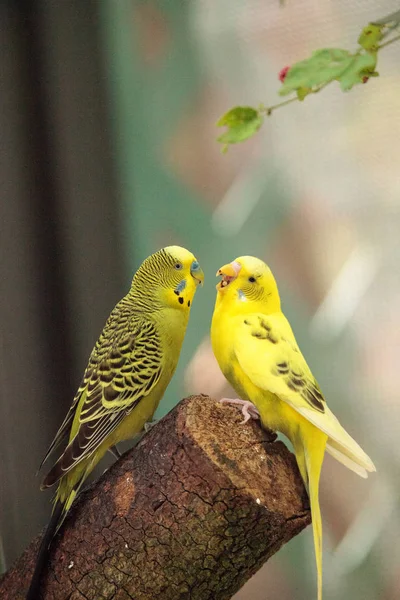 Budgerigar muhabbet kuşu Melopsittacus undulatus