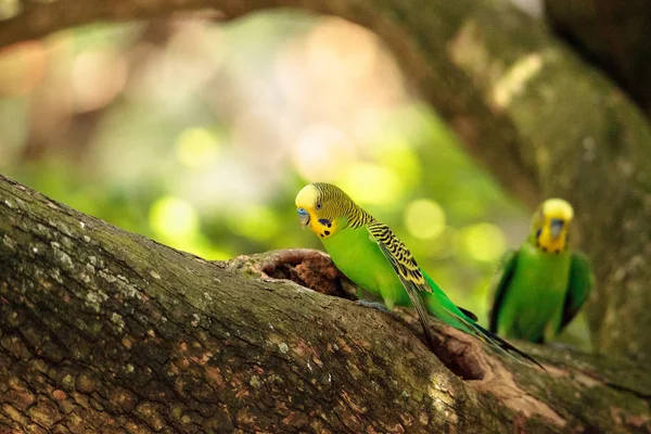 Papoušek zelený Melopsittacus undulatus — Stock fotografie