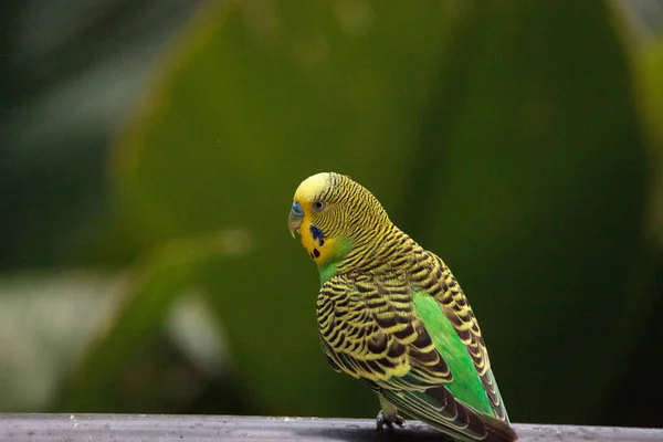 Green Budgerigar parakeet bird Melopsittacus undulatus — Stock Photo, Image