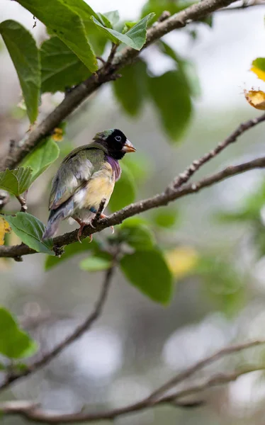 Барвиста леді гулянка Erythrura Gouldiae птахи їдять насіння — стокове фото