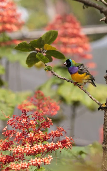 Pinson gouldien coloré Erythrura gouldiae les oiseaux mangent des graines — Photo