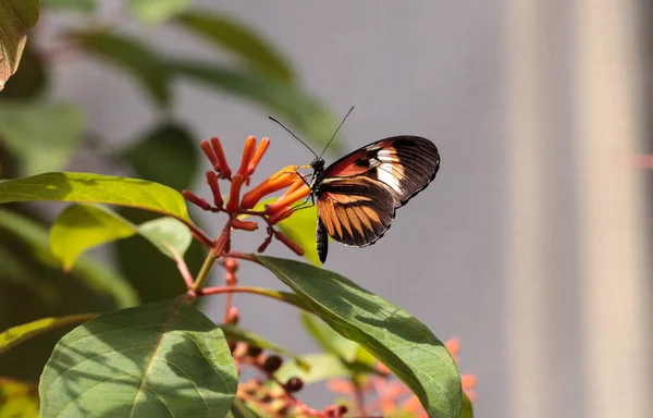Klucz fortepianowy motyl Heliconius melpomene — Zdjęcie stockowe