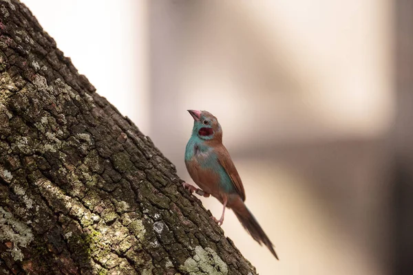 Burung berpipi merah Cordon-bleu Uraeginthus bengalus — Stok Foto