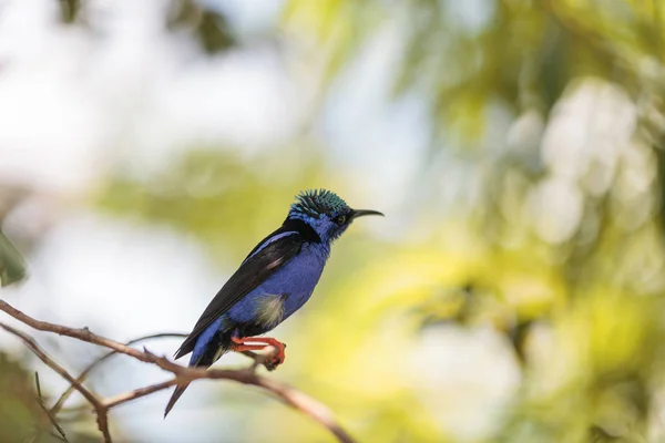 Red-legged honeycreeper Cyanerpes cyaneus tanager bird — Stock Photo, Image