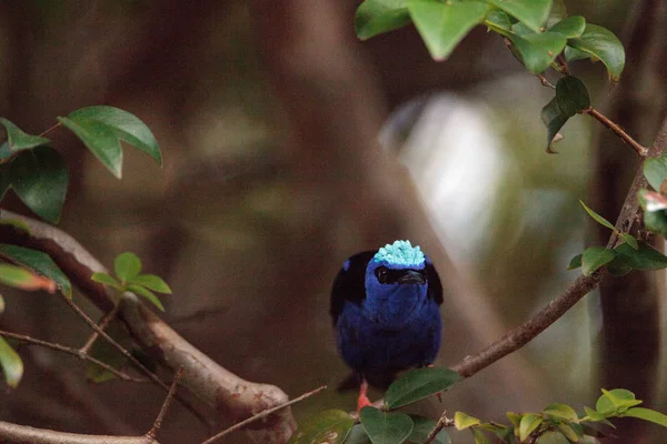 Cyanerpes à pattes rouges Cyanerpes cyaneus tanager — Photo