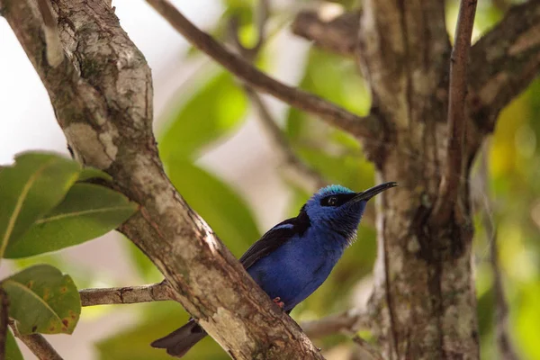 Kırmızı bacaklı bal sürüngeni Cyanerpes siyaneus tanager kuş