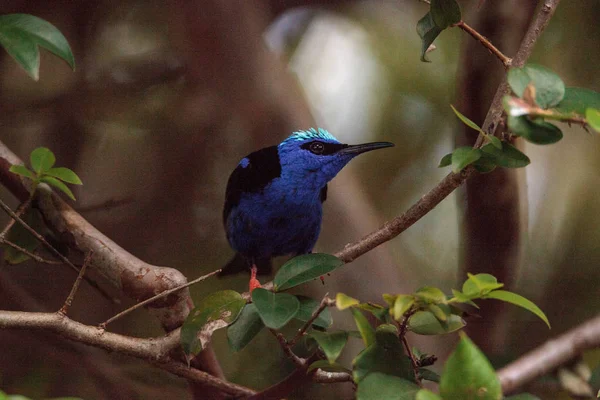 Flautista de pernas vermelhas Cyanerpes cyaneus tanager bird — Fotografia de Stock