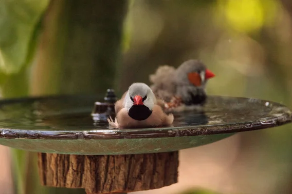 Poephila acuticauda într-o baie de păsări — Fotografie, imagine de stoc