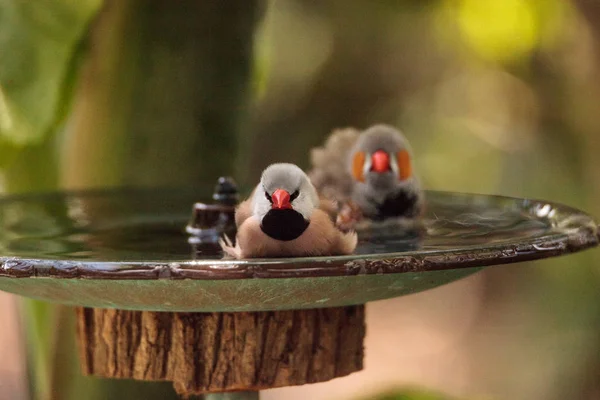 Kuş banyosunda kuş kuyruğu ispinozu Poephila acuticauda — Stok fotoğraf