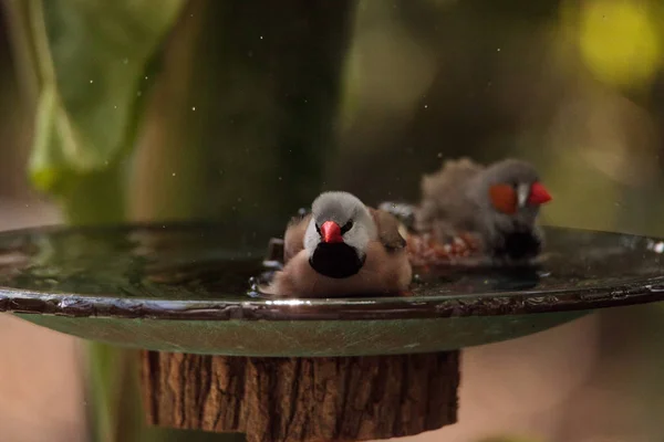 Kuş banyosunda kuş kuyruğu ispinozu Poephila acuticauda — Stok fotoğraf