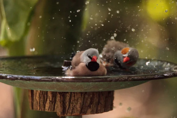 Poephila acuticauda într-o baie de păsări — Fotografie, imagine de stoc