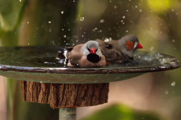 Shaft tail finch birds Poephila acuticauda  in a bird bath