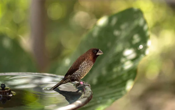Spice finch Lonchura punctulata pasăre — Fotografie, imagine de stoc