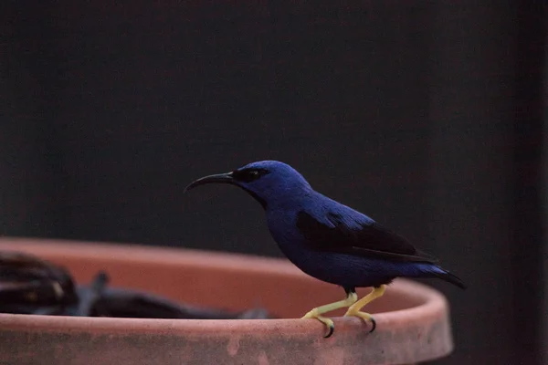 Aves melíferas de patas amarillas Cyanerpes caeruleus —  Fotos de Stock