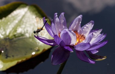 Büyük Mavi Süzgeç Yusufçuk Libellula Mor üzerinde titreşimler ve ne