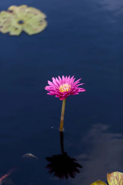 Lírio de água rosa brilhante Ninfeia floresce em uma lagoa com almofadas de lírio — Fotografia de Stock