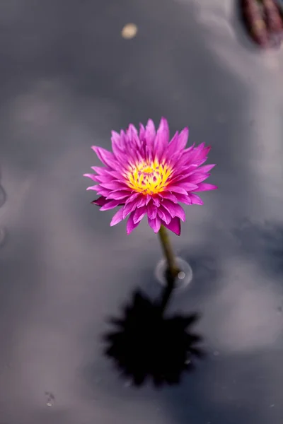 Giglio d'acqua rosa brillante Ninfea fiorisce in uno stagno con mughetti — Foto Stock