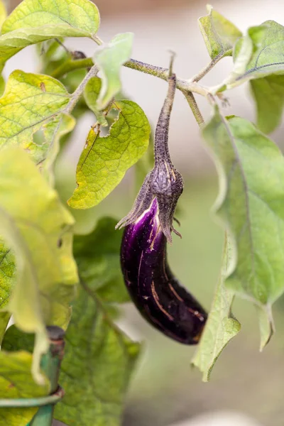 Auberginen-Obstgemüse, das in einem natürlichen Bio-Garten wächst — Stockfoto