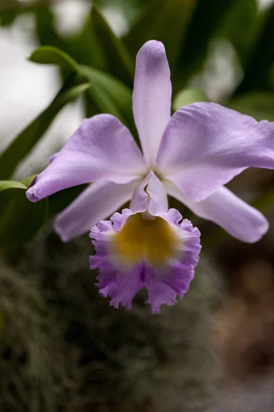 Purple cattleya orchid blooms in a botanical garden — ストック写真