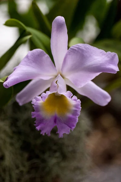 Fioletowy kwiat orchidei w ogrodzie botanicznym — Zdjęcie stockowe