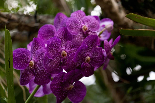 Fialové skvrnité aranda orchidej květ Vandaceous hybrid květy — Stock fotografie