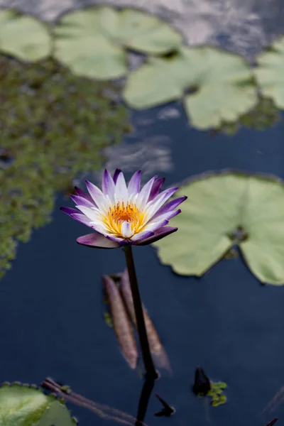 Фиолетово-беловодная лилия Nhhaea цветет в пруду — стоковое фото