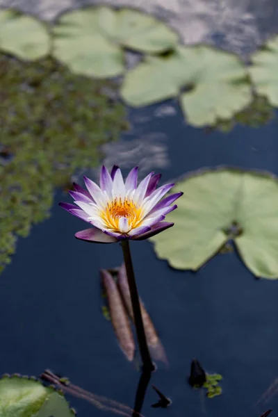 Пурпурна та біла водяна лілія Nymphaea цвіте у ставку — стокове фото