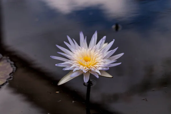 Spikey Giglio d'acqua viola e bianco Ninfea fiorisce in uno stagno — Foto Stock
