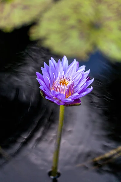 Пурпурна та біла водяна лілія Nymphaea цвіте у ставку — стокове фото