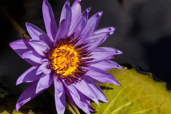 Spikey Giglio d'acqua viola e bianco Ninfea fiorisce in uno stagno — Foto Stock