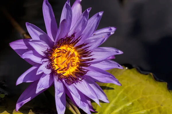 Spikey Lírio de água roxo e branco Ninfeia floresce em uma lagoa — Fotografia de Stock