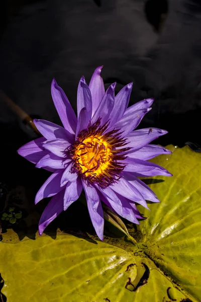 Пурпурна та біла водяна лілія Nymphaea цвіте у ставку — стокове фото