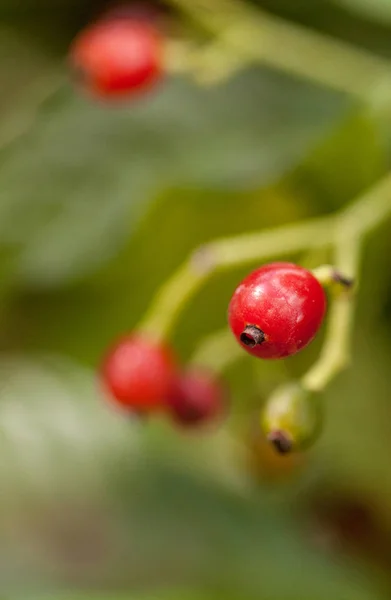 Café sauvage aux feuilles brillantes Psychotria nervosa Rubiaceae — Photo