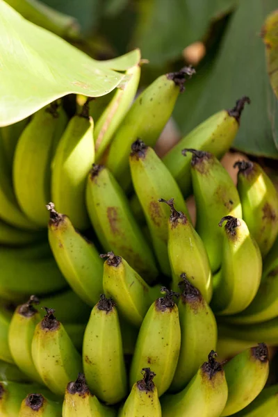 Super Dwarf Cavendish banana fruit Musa acuminate in an organic